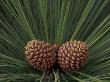 Pair Of Pine Cones In Nevada State Park, Lake Tahoe, Usa by Adam Jones Limited Edition Print