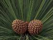 Pair Of Pine Cones In Nevada State Park, Lake Tahoe, Usa by Adam Jones Limited Edition Pricing Art Print