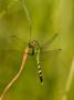 Green Clearwing Dragonfly by Adam Jones Limited Edition Pricing Art Print