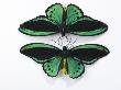 The Streamlined Wings Of Birdwing Butterflies by Robert Clark Limited Edition Pricing Art Print
