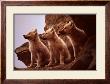 Wolf Pups by Jim Brandenburg Limited Edition Print