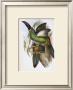 Chestnut-Billed Groove-Bill Toucan by John Gould Limited Edition Print