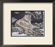 Awake Snow Leopard by Alan Sakhavarz Limited Edition Pricing Art Print