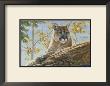 Front Range Cougar by Kalon Baughan Limited Edition Pricing Art Print