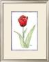 Tulipa  Regent by Paul Brent Limited Edition Print