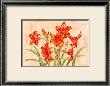 Linen Scroll Amaryllis by Paul Brent Limited Edition Print