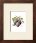 Plums by Peggy Abrams Limited Edition Pricing Art Print