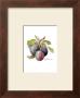 Plums by Peggy Abrams Limited Edition Print