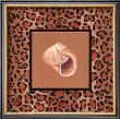 Shell Safari Iv by Barbara Shipman Limited Edition Print