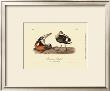 Hudsonian Godwit by John James Audubon Limited Edition Print