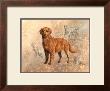 Golden Retreiver With Sketches by Judy Gibson Limited Edition Print