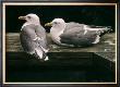 Gulls Resting by Robert Bateman Limited Edition Print
