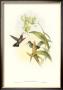 Hummingbird Iv by John Gould Limited Edition Pricing Art Print