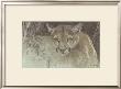 Tropical Cougar by Robert Bateman Limited Edition Print