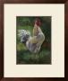White And Yellow Rooster by Nenad Mirkovich Limited Edition Print