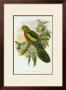 Gould Parrots Ii by John Gould Limited Edition Print