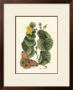 Butterfly And Botanical I by Mark Catesby Limited Edition Print