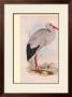 White Stork by John Gould Limited Edition Pricing Art Print