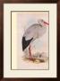 White Stork by John Gould Limited Edition Print