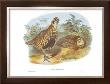 Perdix Hodgsoniae by John Gould Limited Edition Print