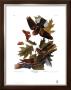 Whip-Poor-Will by John James Audubon Limited Edition Print