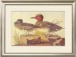 American Green Winged Teal by John James Audubon Limited Edition Print