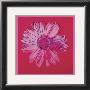 Daisy, C.1982  (Crimson And Pink) by Andy Warhol Limited Edition Print