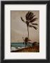 Palm Tree, Nassau by Winslow Homer Limited Edition Print