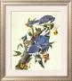 Blue Jay by John James Audubon Limited Edition Print