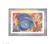 Blue Tang by Paul Brent Limited Edition Print