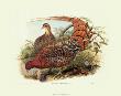 Pheasant Scintillans by John Gould Limited Edition Print