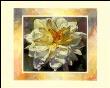 Flower Ii by Willem Haenraets Limited Edition Print