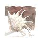 Contemporary Spider Conch by Paul Brent Limited Edition Print