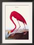 Flamingo by John James Audubon Limited Edition Print