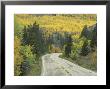 Highway 82 Through Autumn Aspen Trees, San Isabel National Forest, Colorado, Usa by Adam Jones Limited Edition Print