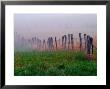 Fence Across Foggy Meadow, Cades Cove, Great Smoky Mountains National Park, Tennessee, Usa by Adam Jones Limited Edition Print