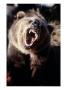 Grizzly Bear Growling by Guy Crittenden Limited Edition Print