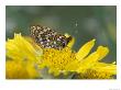 Anicia Checkerspot, Mt. Evans, Colorado, Usa by Adam Jones Limited Edition Print