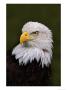 Adult Bald Eagle by Adam Jones Limited Edition Pricing Art Print