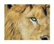 Eye Of The Lion by Lucie Bilodeau Limited Edition Print