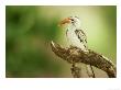 Red-Billed Hornbill, Samburu Nr, Kenya by Adam Jones Limited Edition Pricing Art Print