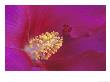 Confederate Rosehibuscus Mutabilis Rubrus by Adam Jones Limited Edition Pricing Art Print