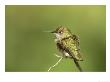 Broad-Tailed Hummingbird, Selasphorus Platycercus Female by Adam Jones Limited Edition Pricing Art Print