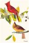 Cardinal by John James Audubon Limited Edition Pricing Art Print