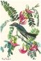 Gray Kingbird by John James Audubon Limited Edition Print