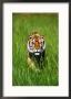 Bengal Tiger, Panthera Tigris Tigris by Adam Jones Limited Edition Print