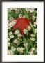 Red Maple Leaf Among Asters, Ky by Adam Jones Limited Edition Print