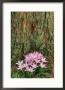 Crocus, Flowers by Adam Jones Limited Edition Pricing Art Print