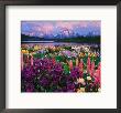 Iris And Lupine Garden And Teton Range At Oxbow Bend, Wyoming, Usa by Adam Jones Limited Edition Print