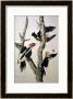 Ivory-Billed Woodpecker, From Birds Of America, 1829 by John James Audubon Limited Edition Print